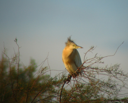 Crabier chevelu en Camargue