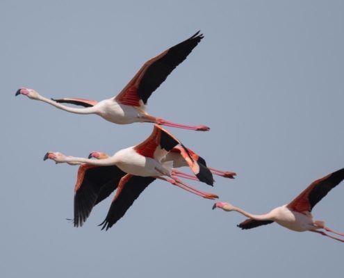 Des flamants roses en vol en Camargue