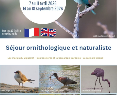 Séjour orntihologique Camargue avec Envie de Sud